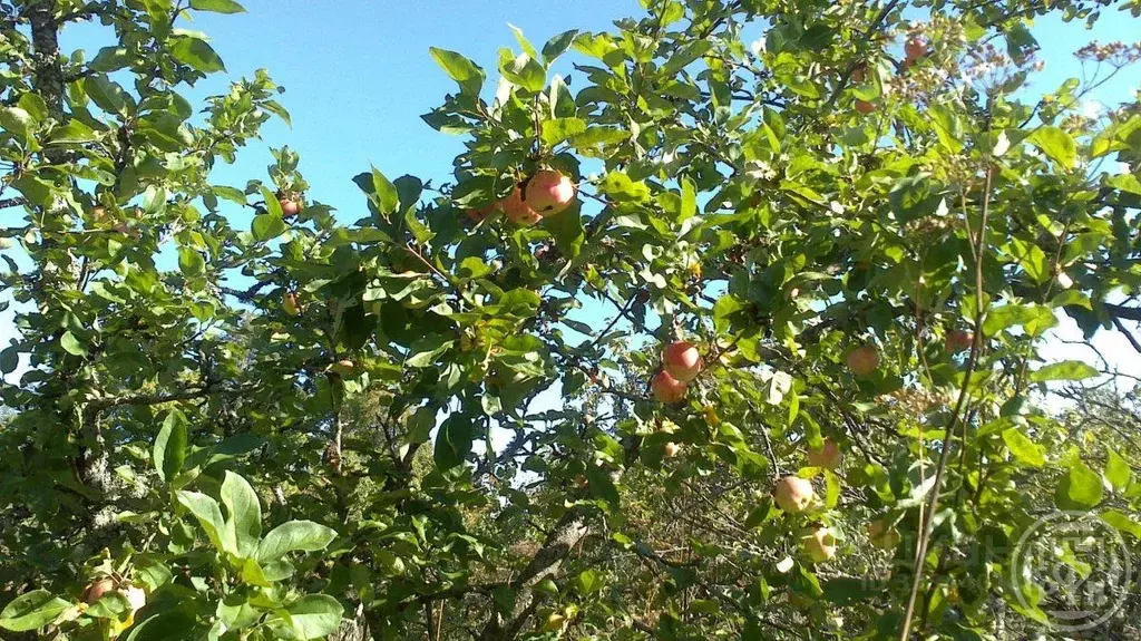 Участок в Ленинградская область, Лужский район, Скребловское с/пос, д. ... - Фото 1