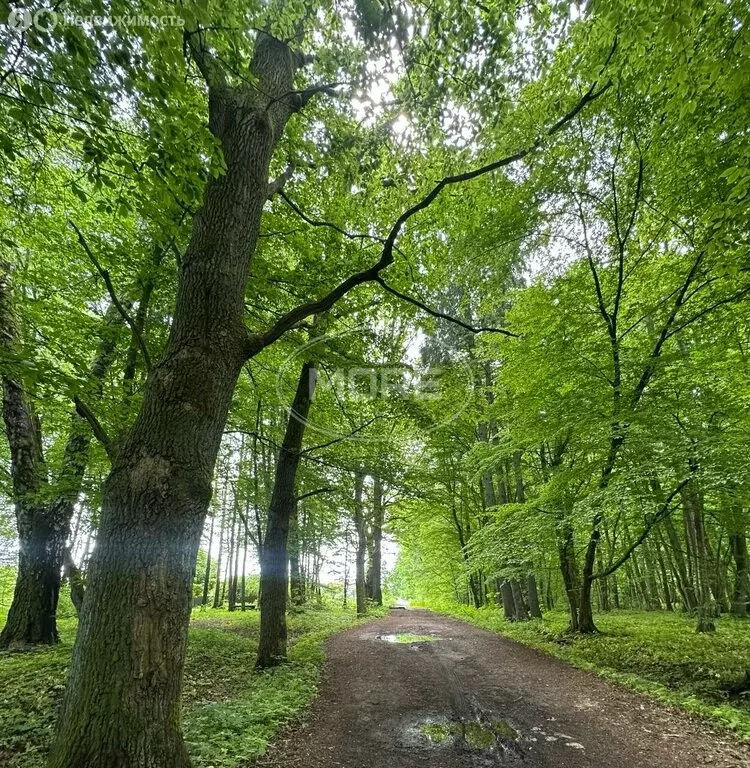 Участок в Калининградская область, Гурьевский муниципальный округ, СНТ ... - Фото 1