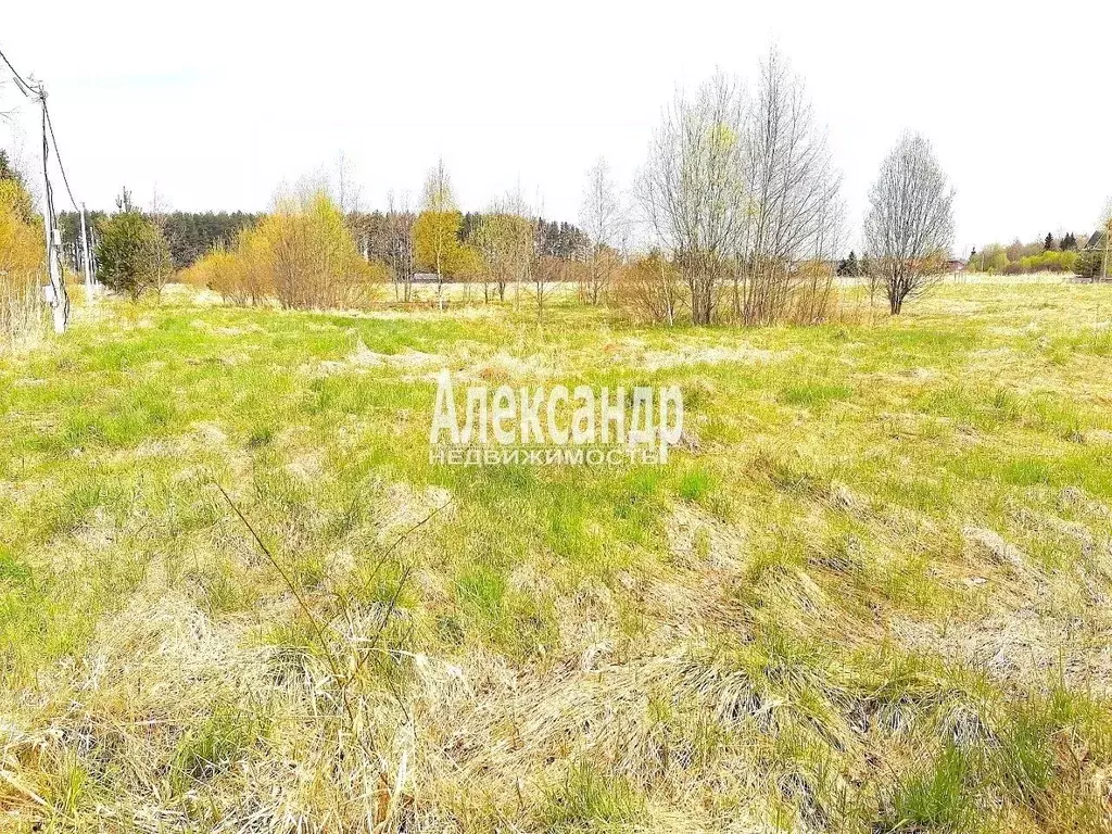 Участок в Ленинградская область, Приозерский район, Ромашкинское ... - Фото 2