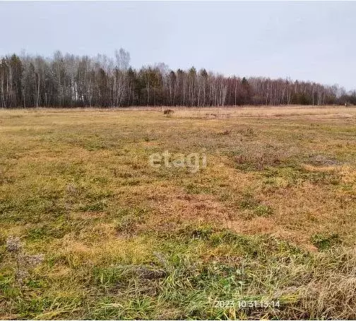 Участок в Амурская область, с. Тамбовка  (10.0 сот.) - Фото 0