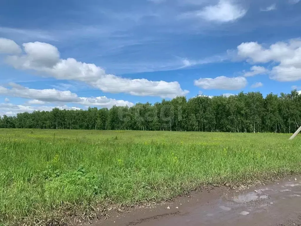 Участок в Новосибирская область, Колыванский район, д. Малый Оеш  ... - Фото 1