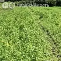Участок в село Воскресеновка, садовое товарищество Дубрава (22 м) - Фото 1