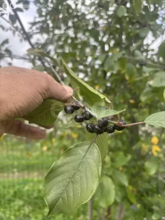 Участок в Тукаевский район, Малошильнинское сельское поселение, ... - Фото 1