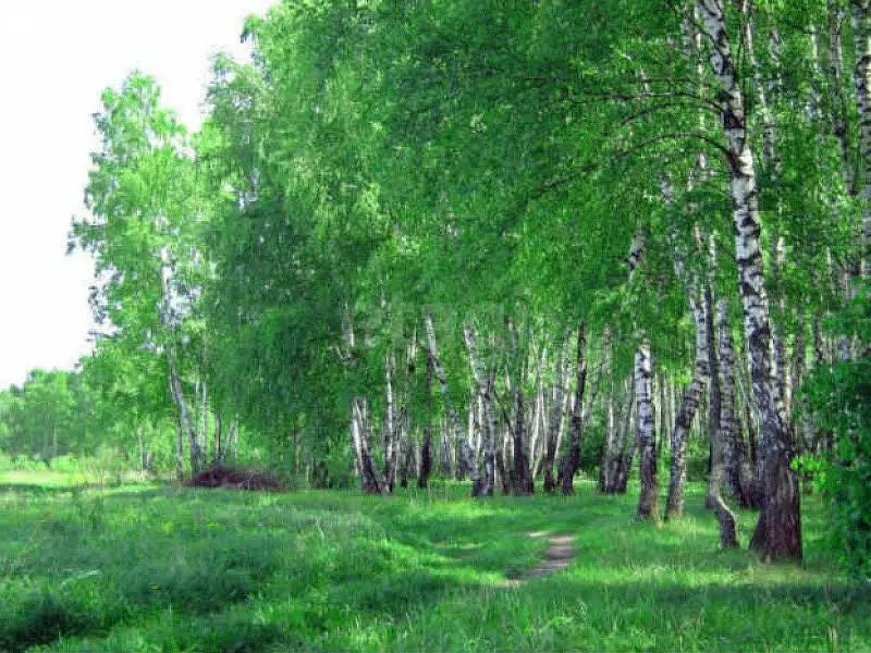 Участок в Новосибирский район, Берёзовский сельсовет, станция ... - Фото 2