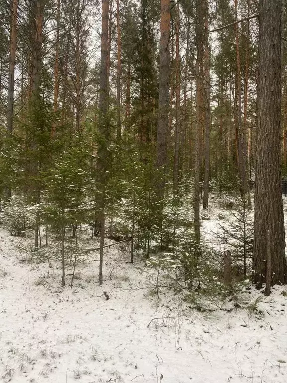 Участок в Красноярский край, Дивногорск городской округ, пос. ... - Фото 0