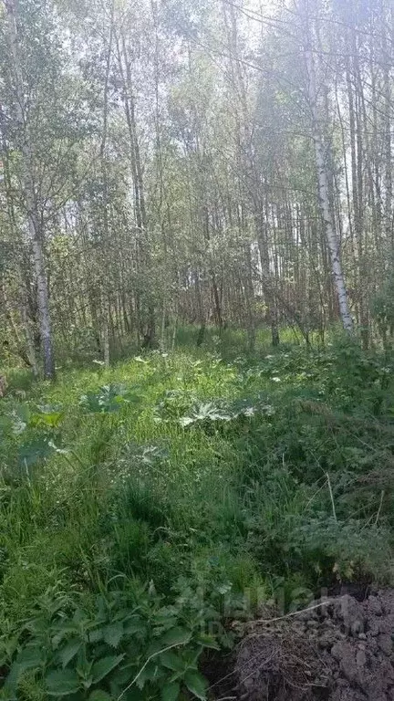 Участок в Московская область, Талдом  (14.6 сот.) - Фото 0