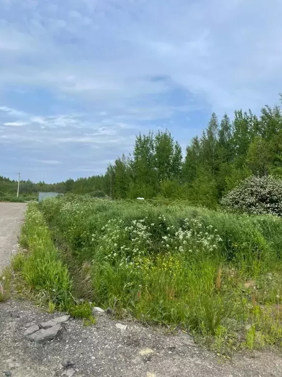 Участок в Ленинградская область, Всеволожский район, Рахьинское ... - Фото 0