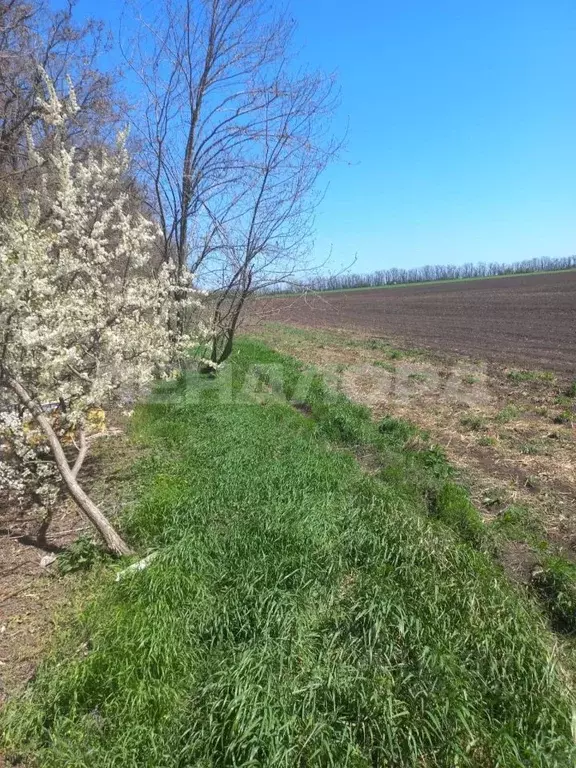 Участок в Ростовская область, Мясниковский район, Петровка сл. Степная ... - Фото 2