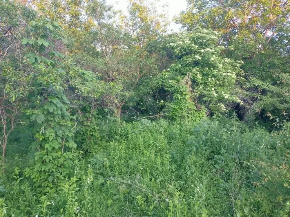 Участок 4 сот. (СНТ, ДНП) - Фото 1