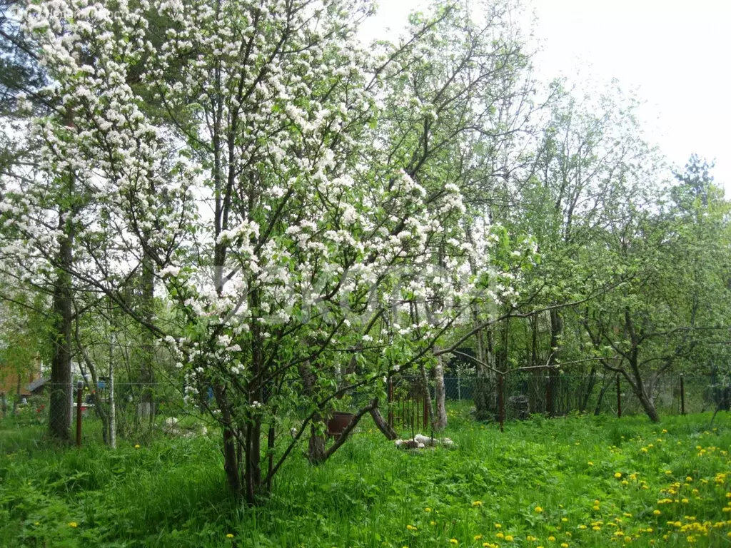 Участок в Кировский район, Синявинское городское поселение, ... - Фото 1