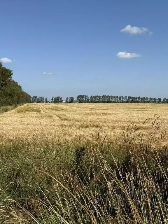 Участок в Ленинградская область, Гатчинский муниципальный округ, д. ... - Фото 2