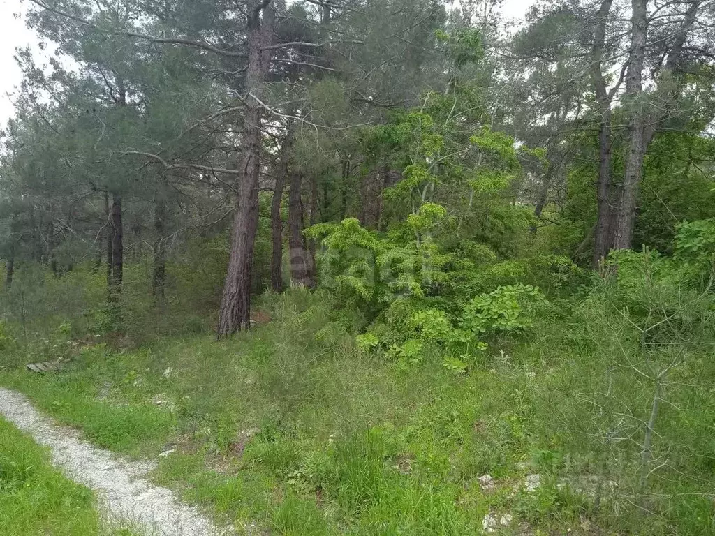 Участок в Краснодарский край, Геленджик  (16.0 сот.) - Фото 2