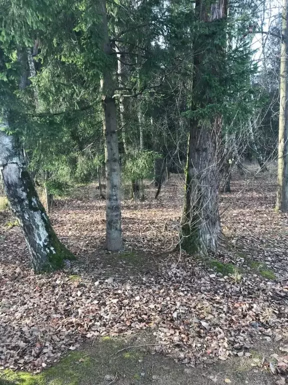 Участок в Московская область, Одинцовский городской округ, Лесной ... - Фото 1