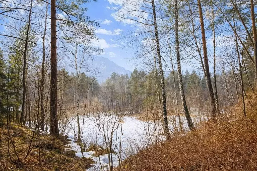 Участок в Майминский район, село Манжерок (300 м) - Фото 2