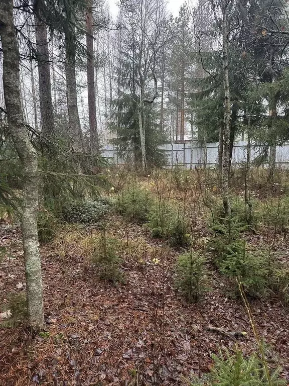 Участок в Ленинградская область, Всеволожский район, Лесколовское ... - Фото 0