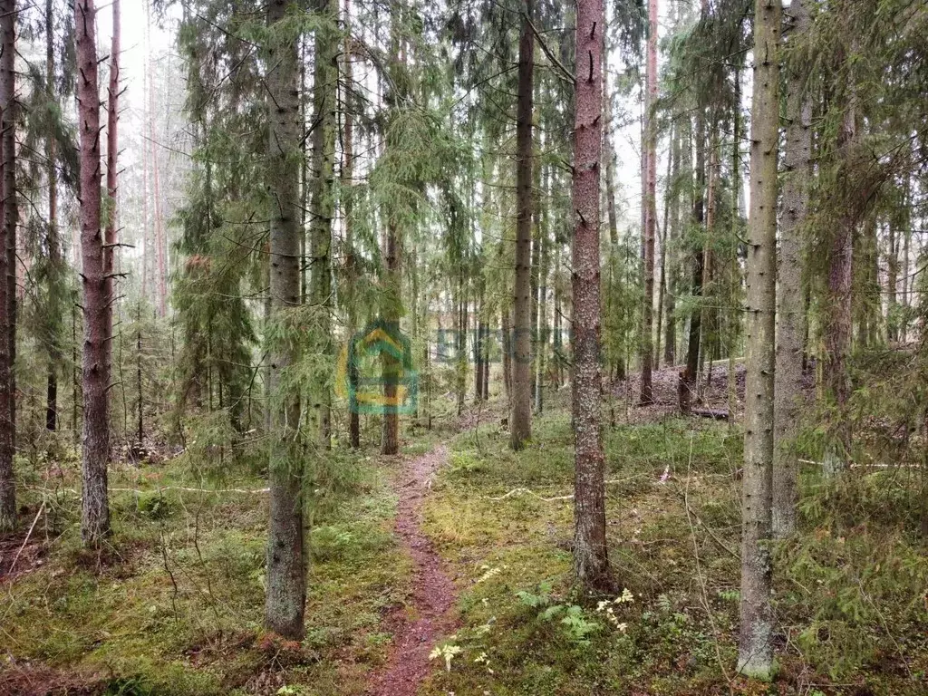 Участок в Ленинградская область, Всеволожский район, Куйвозовское ... - Фото 2