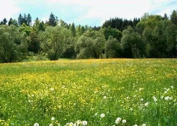 Участок в Татарстан, Лаишевский район, Державинское с/пос, Державино ... - Фото 2