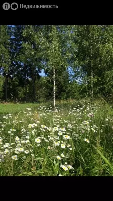 Участок в Московская область, Раменский муниципальный округ, СНТ ... - Фото 2