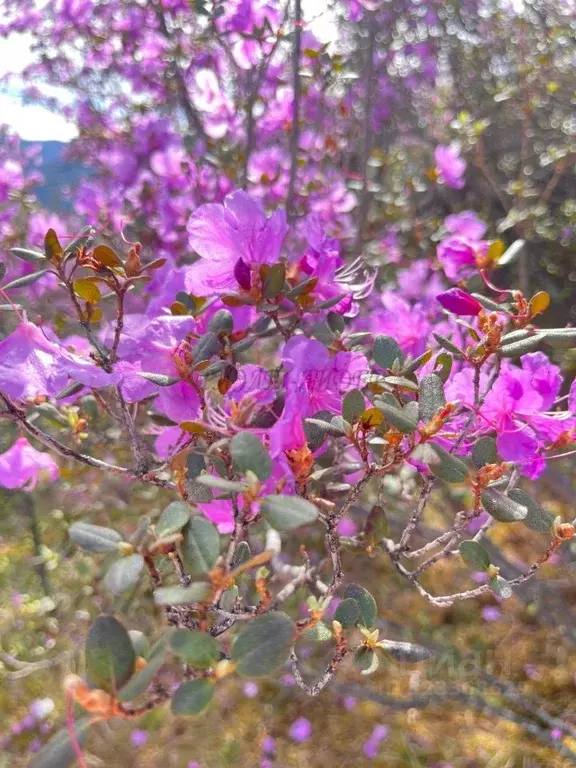 Участок в Алтай, Улаганский район, с. Чибит Молодежная ул., 29А (12.0 ... - Фото 1