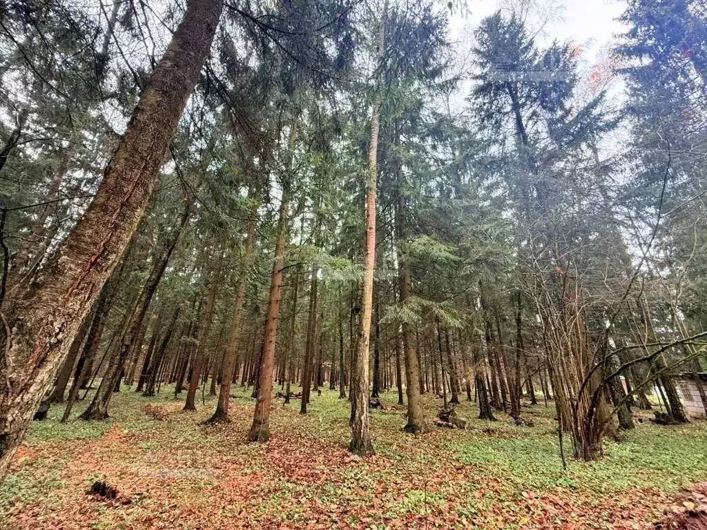 Участок, 100 сот., поселения (ижс) - Фото 1