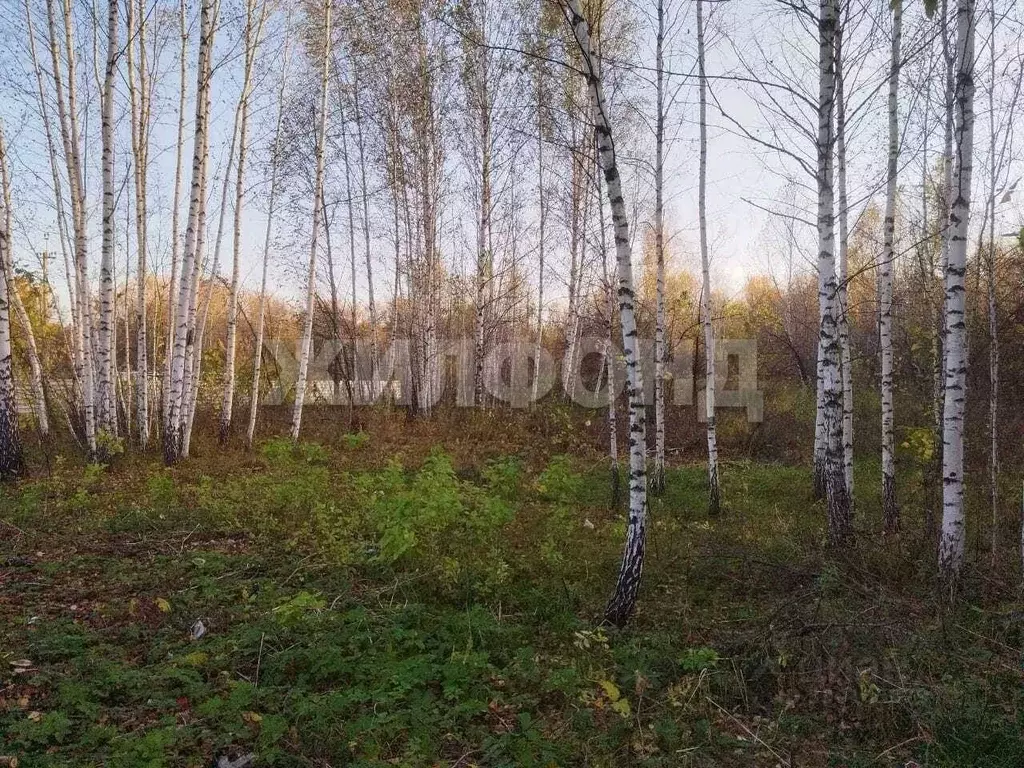 Участок в Новосибирская область, Новосибирск Тайфун СТ,  (8.6 сот.) - Фото 2
