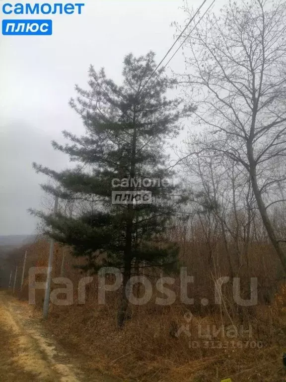 Участок в Приморский край, Надеждинский район, пос. Соловей-Ключ ул. ... - Фото 1