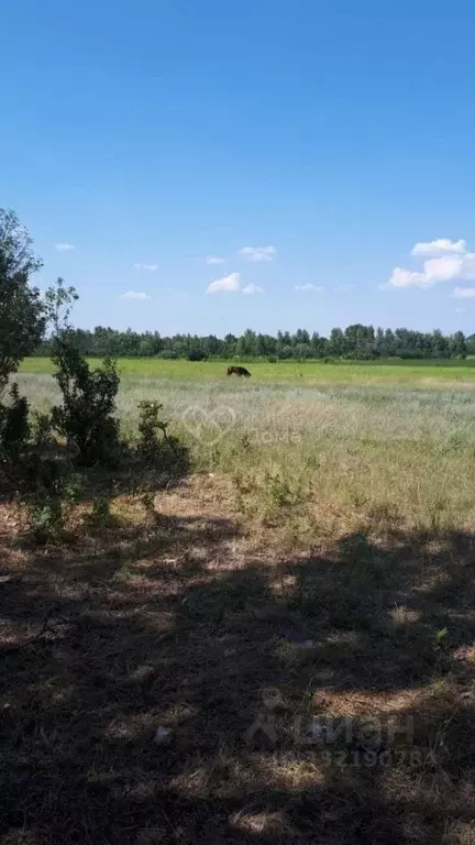 Участок в Волгоградская область, Ленинский район, с. Каршевитое ... - Фото 1