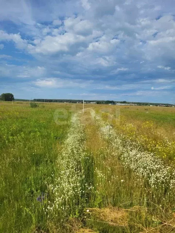 Участок в Новосибирская область, Новосибирский район, Толмачевский ... - Фото 1
