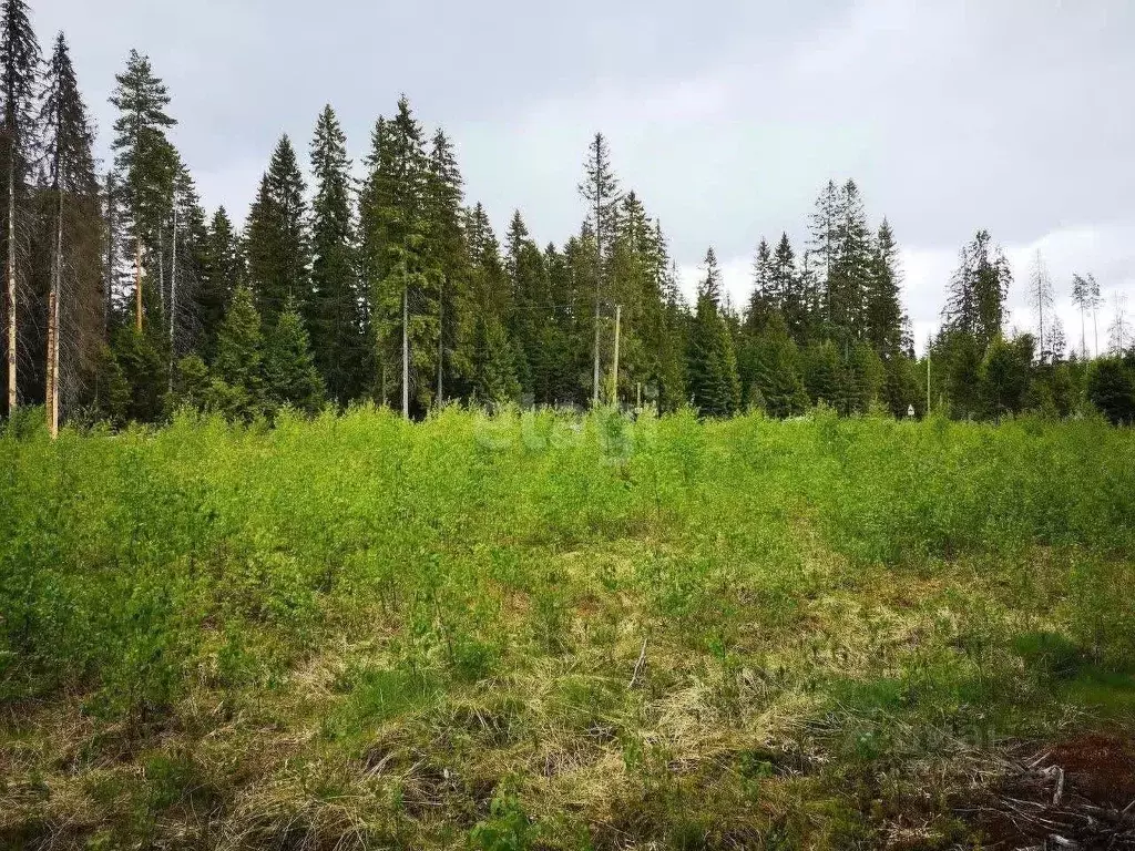 Участок в Ленинградская область, Выборгский район, Полянское с/пос, ... - Фото 1