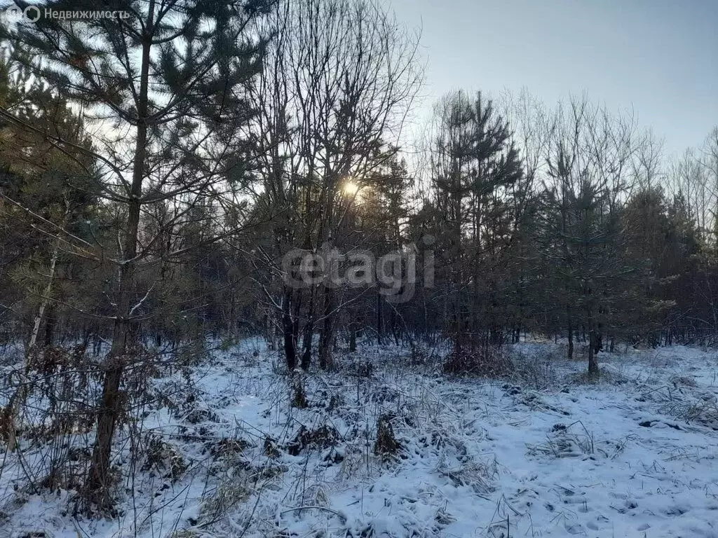 Участок в Майминский район, Соузгинское сельское поселение, посёлок ... - Фото 1