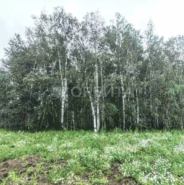 Участок в Тюменская область, Тюменский район, с. Горьковка Сибирская ... - Фото 0