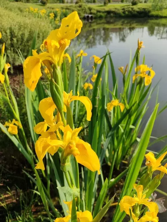 Дом в Калужская область, Жуковский район, Корсаково с/пос, д. ... - Фото 2