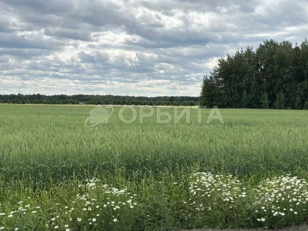 Участок в Тюменская область, Тюменский район, с. Горьковка  (9.01 ... - Фото 1