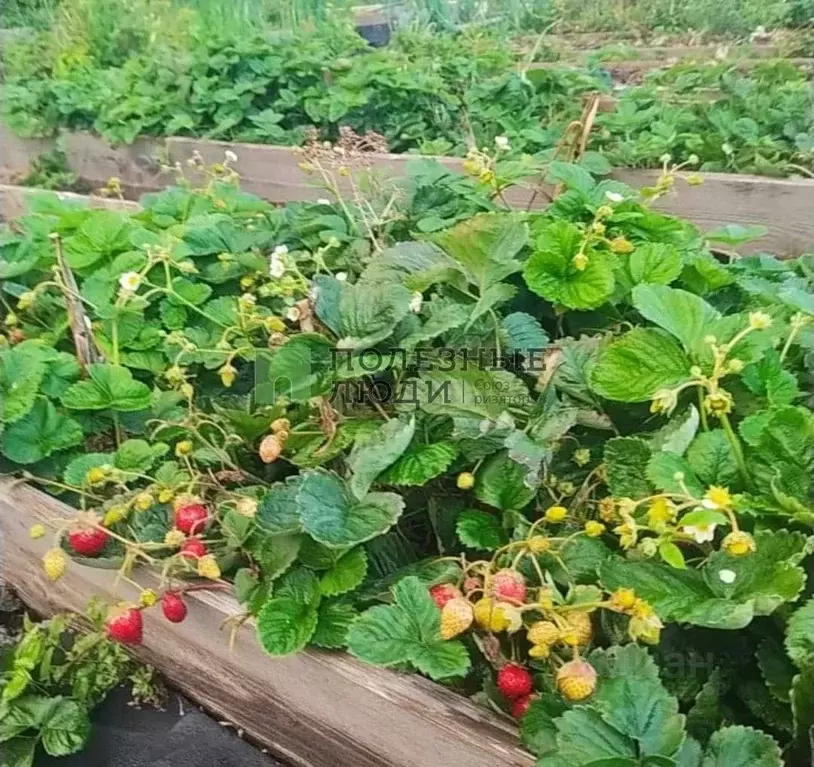 Дом в Алтайский край, Барнаул городской округ, с. Гоньба ул. ... - Фото 0