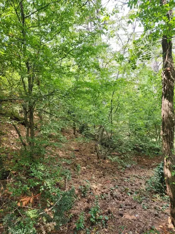 Участок в Крым, Ялта муниципальный округ, Восход пгт ул. Наташинская, ... - Фото 2