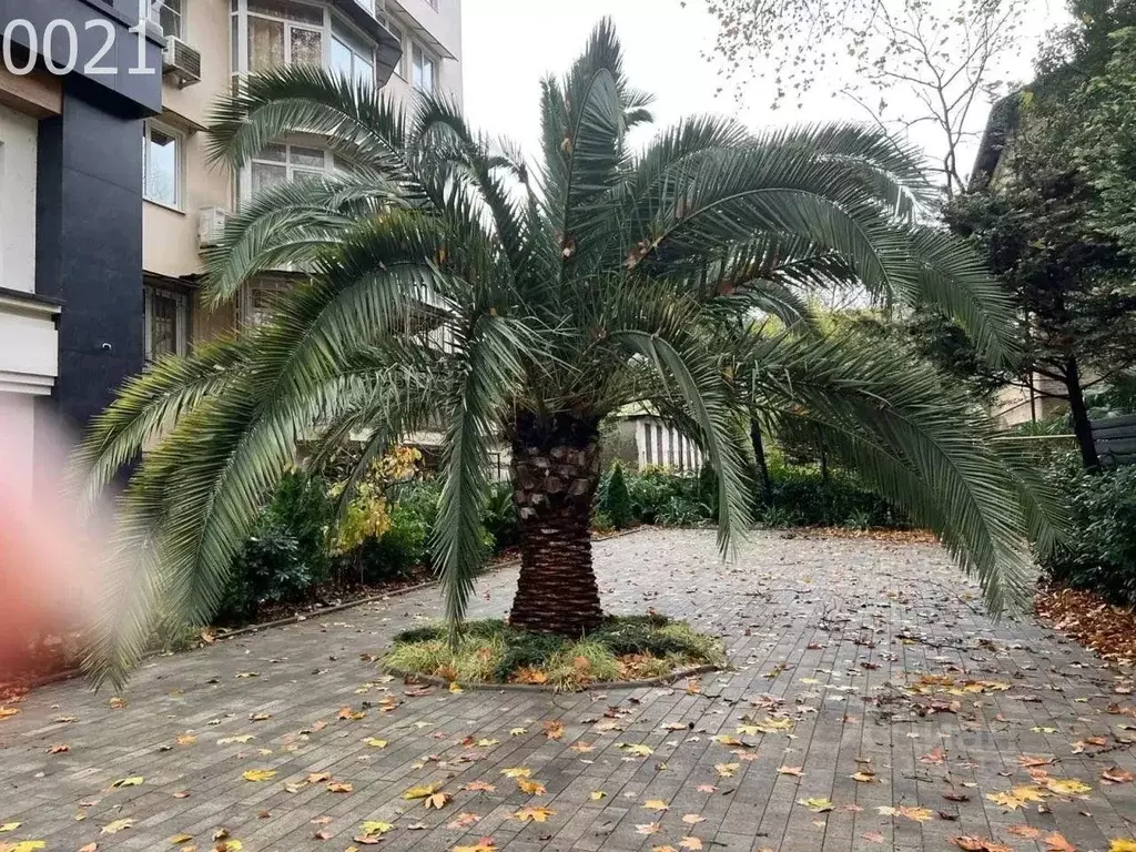 Помещение свободного назначения в Краснодарский край, Сочи Гагарина ... - Фото 1