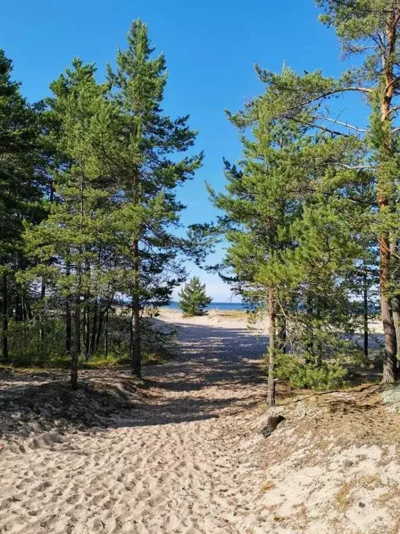 Участок в Ленинградская область, Кингисеппский район, Усть-Лужское ... - Фото 1