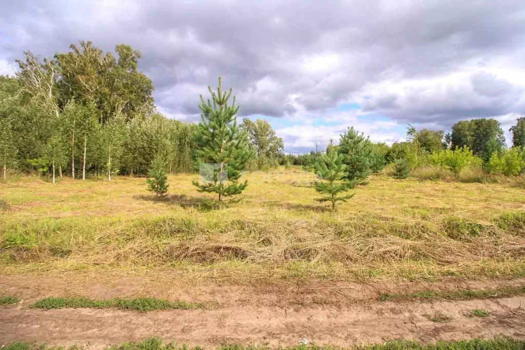 Участок в Алтайский край, Первомайский район, пос. Новый ул. Высоцкого ... - Фото 2