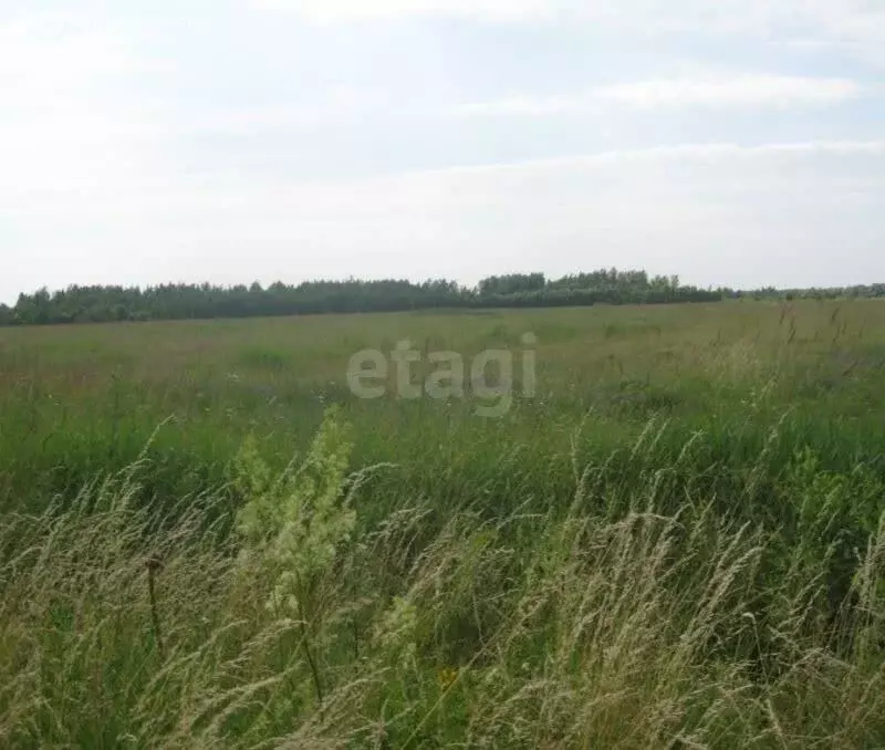 Участок в Ивановское сельское поселение, деревня Кочериново (71600 м) - Фото 2