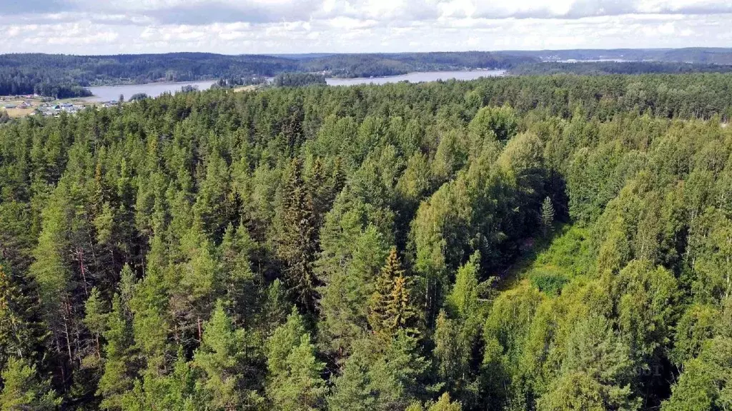 Участок в Карелия, Лахденпохский муниципальный округ, Нурмикко СНТ  ... - Фото 2