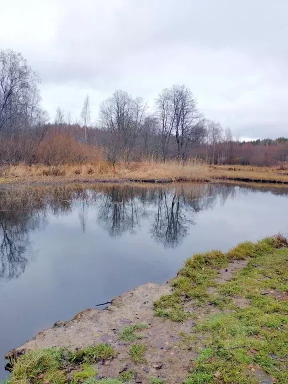 Участок в Ленинградская область, Выборгский район, Приморское ... - Фото 0