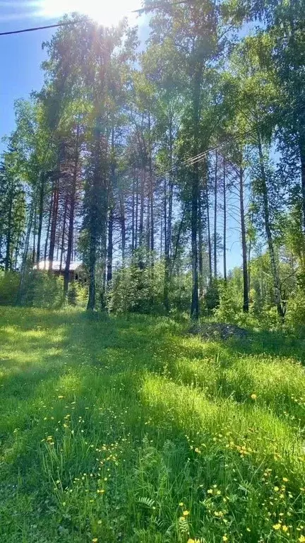 Участок в Красноярский край, Дивногорск городской округ, с. Овсянка ... - Фото 1