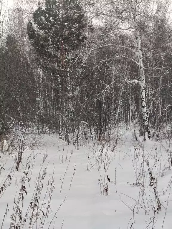 Участок в Баклашинское муниципальное образование, село Введенщина (7 ... - Фото 2