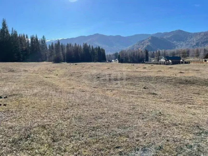 Участок в Алтай, Турочакский район, с. Артыбаш пер. Еловый (20.0 сот.) - Фото 1