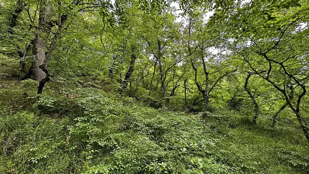 Участок в Крым, Ялта городской округ, Массандра пгт ш. Симферопольское ... - Фото 1