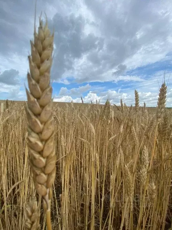 Участок в Краснодарский край, Брюховецкий район, Брюховецкая ст-ца ул. ... - Фото 0