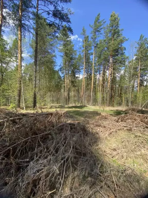 Участок в Алтай, Чемальский район, с. Чепош, Заречье ДНТ ул. Сосновая, ... - Фото 1