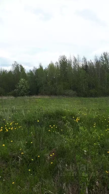 Участок в Санкт-Петербург, Санкт-Петербург, Пушкин Кондакопшино тер., ... - Фото 0