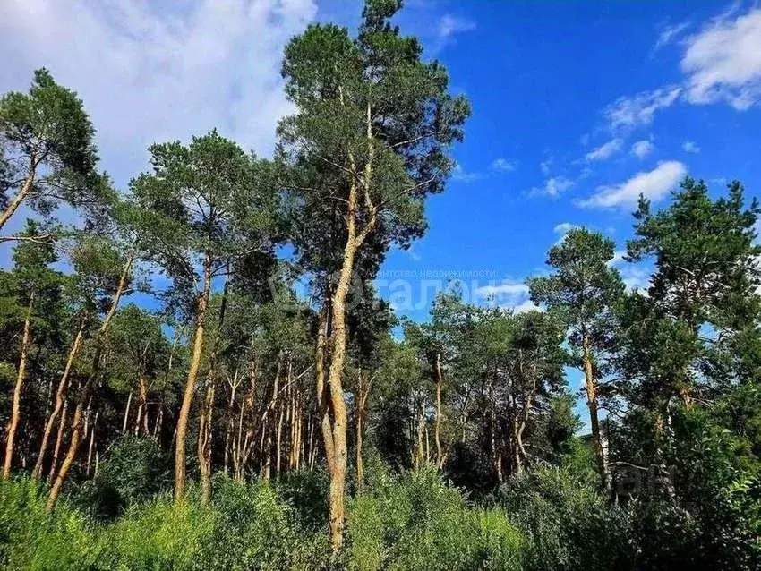 Участок в Волгоградская область, Волгоград Колос СНТ, 216 (20.0 сот.) - Фото 2