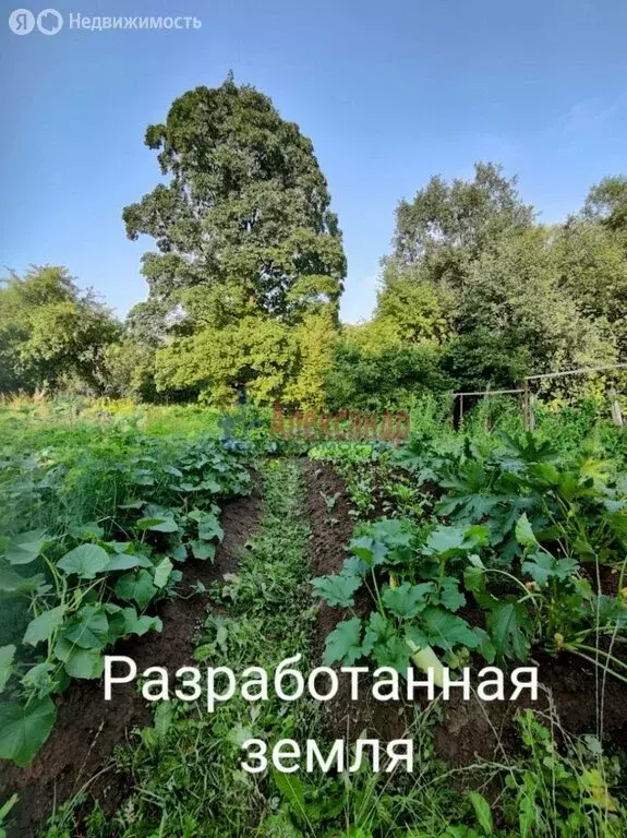 Участок в деревня Горбунки, уч4 (20 м) - Фото 2